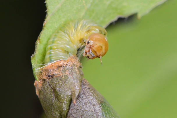 bladrolwesplarve (Blennocampa sp) 7-2021 8007